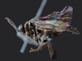   Prolatus artus nbsp;male lateral habitus; photo by J. Orr, WSDA 
