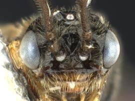   Prolatus artus nbsp;male face; photo by Q. Baine, WSDA 
