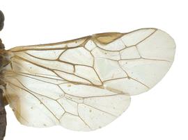   Pseudodineura heringinbsp; fore wing; photo by J. Orr, WSDA 
