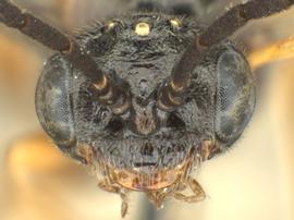   Pseudodineura heringi nbsp;female face; photo by Q. Baine, WSDA 

