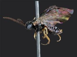   Pseudodineura parva nbsp;male lateral habitus; photo by J. Orr, WSDA 
