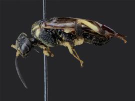   Pseudosiobla excavata nbsp;male lateral habitus; photo by J. Orr, WSDA 
