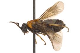   Ptenos texanus  female lateral habitus; photo by J. Orr, WSDA 
