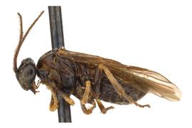   Ptenos texanus  male lateral habitus; photo by J. Orr, WSDA 
