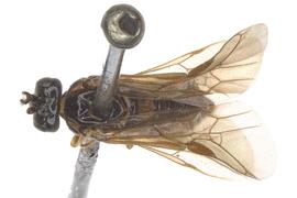   Ptenos texanus  male dorsal habitus; photo by J. Orr, WSDA 
