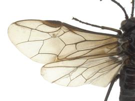   Rhadinoceraea micansnbsp; fore wing; photo by J. Orr, WSDA 
