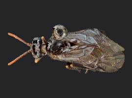   Rhadinoceraea aldrichi nbsp;female dorsal habitus; photo by J. Orr, WSDA 
