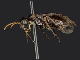   Rhadinoceraea aldrichi nbsp;female lateral habitus; photo by J. Orr, WSDA 
