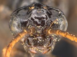   Rhadinoceraea aldrichi nbsp;female face; photo by Q. Baine, WSDA 
