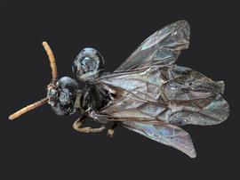   Rhadinoceraea aldrichi nbsp;male dorsal habitus; photo by J. Orr, WSDA 
