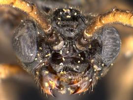   Rhadinoceraea aldrichi nbsp;male face; photo by Q. Baine, WSDA 
