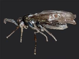   Rhadinoceraea micans nbsp;male lateral habitus; photo by J. Orr, WSDA 
