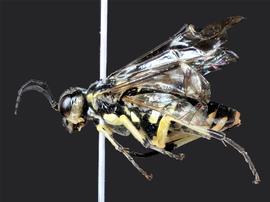   Rhogogaster lateraria nbsp;female lateral habitus; photo by J. Orr, WSDA 
