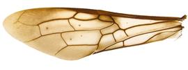   Sirex californicus  fore wing; photo by H. Goulet, CNC 
