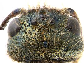   Sirex obesus  head; photo by H. Goulet, CNC 
