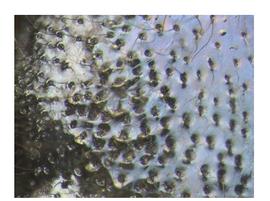   Sirex noctilio  mesoscutum texture; photo by H. Goulet, CNC 
