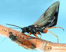  live  Sirex noctilio  mating pair; photo by H. Goulet, CNC 
