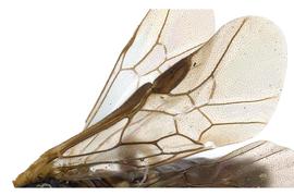   Schizocerella pilicornis  fore wing; photo by J. Orr, WSDA 
