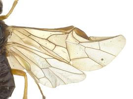   Scolioneura betuleti  wings; photo by J. Orr, WSDA 
