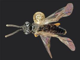   Scolioneura betuleti nbsp;male dorsal habitus; photo by J. Orr, WSDA 
