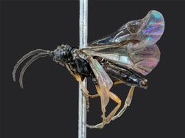   Scolioneura betuleti nbsp;male lateral habitus; photo by J. Orr, WSDA 
