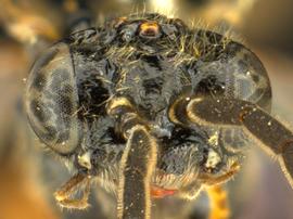   Scolioneura betuleti nbsp;male face; photo by Q. Baine, WSDA 
