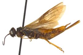   Sirex behrensii  female lateral habitus; photo by Q. Baine, WSDA 
