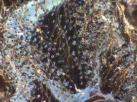   Sirex behrensii  mesoscutum texture; photo by H. Goulet, CNC 
