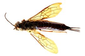   Sirex abietinus  female dorsal habitus; photo by J. Orr, WSDA 
