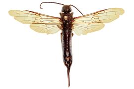   Sirex imperialis  female dorsal habitus; photo by J. Orr, WSDA 
