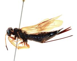   Sirex juvencus  female lateral habitus; photo by J. Orr, WSDA 
