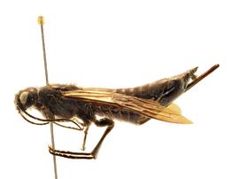   Sirex nitobei  female lateral habitus; photo by J. Orr, WSDA 
