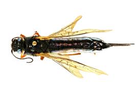   Sirex torvus  female dorsal habitus; photo by J. Orr, WSDA 
