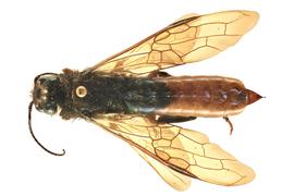   Sirex torvus  male dorsal habitus; photo by J. Orr, WSDA 
