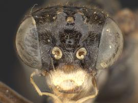   Somanica occua nbsp;female face; photo by Q. Baine, WSDA 
