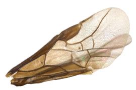   Sphacophilus  sp. fore wing; photo by J. Orr, WSDA 
