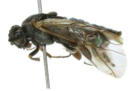   Sterictiphora maura  female lateral habitus; photo by J. Orr, WSDA 
