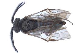   Sterictiphora maura  male dorsal habitus; photo by J. Orr, WSDA 
