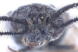   Sterictiphora maura  male face; photo by J. Orr, WSDA 
