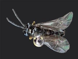   Stethomostus fuliginosus nbsp;male dorsal habitus; photo by J. Orr, WSDA 
