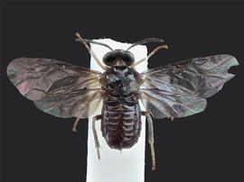   Stethomostus fuliginosus nbsp;female dorsal habitus; photo by J. Orr, WSDA 
