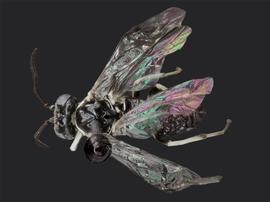   Stromboceridea nigricans nbsp;female dorsal habitus; photo by J. Orr, WSDA 
