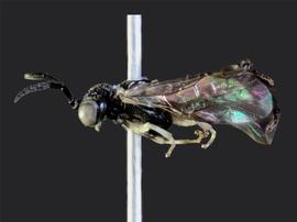   Stromboceridea nigricans nbsp;male lateral habitus; photo by J. Orr, WSDA 
