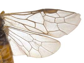   Susana cupressi  wings; photo by J. Orr, WSDA 
