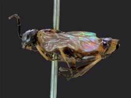   Susana cupressi nbsp;female lateral habitus; photo by J. Orr, WSDA 
