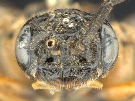   Susana cupressi nbsp;female face; photo by Q. Baine, WSDA 
