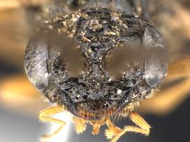   Susana cupressi nbsp;male face; photo by Q. Baine, WSDA 
