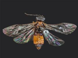   Susana cupressi nbsp;female dorsal habitus; photo by J. Orr, WSDA 
