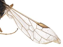   Syntexis libocedriinbsp; forewing; photo by P. Jones, WSDA 
