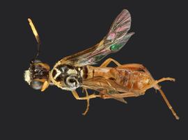   Taxonus terminalisnbsp; male dorsal habitus; photo by J. Orr, WSDA 
